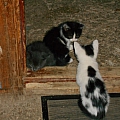 Кому нужны симпатичные котята? 5