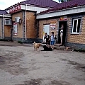 Бродячие собаки у магазина 1