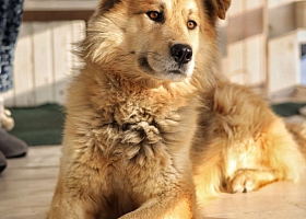 Пёс 1 год в добрые руки