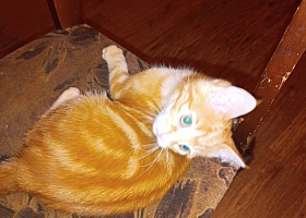 Отдам котят в дар