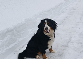 Бернский зенненхунд