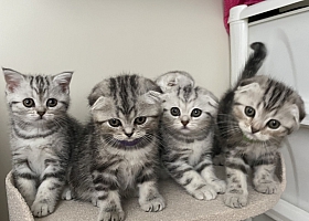 Шотландские котята с документами!
