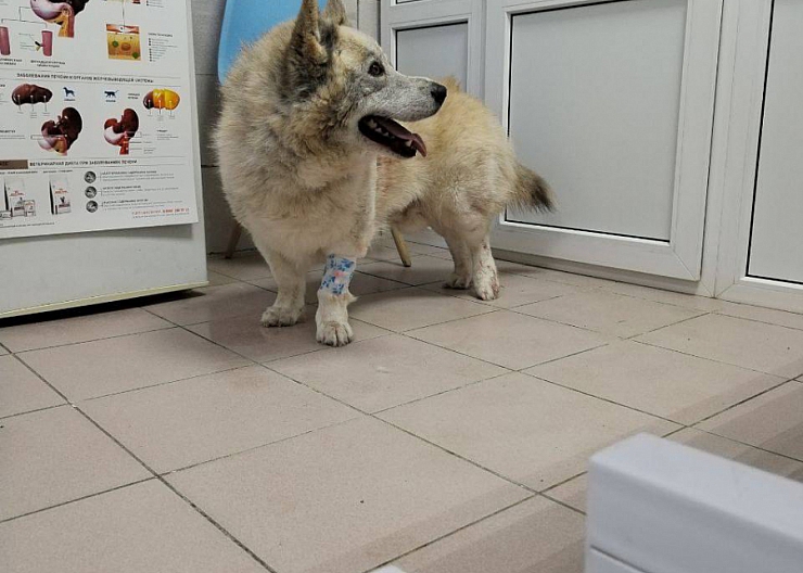 Найдена собака. 4