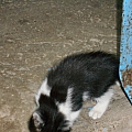 Кому нужны симпатичные котята? 4