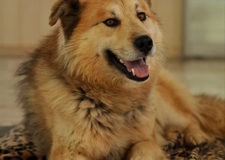 Пёс 1 год в добрые руки 3