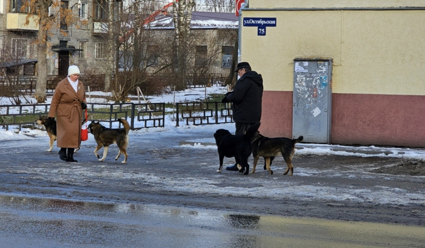 «Собаки Борскервилей» нападают на людей, а хозяева - чтобы скрыть следы преступления - замывают асфальт