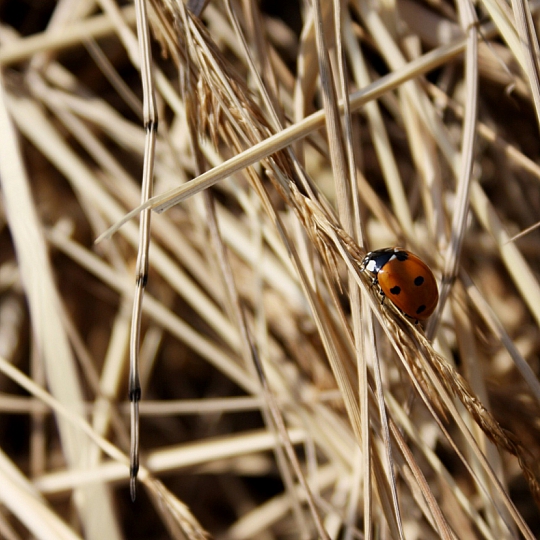 Галина Голдобина